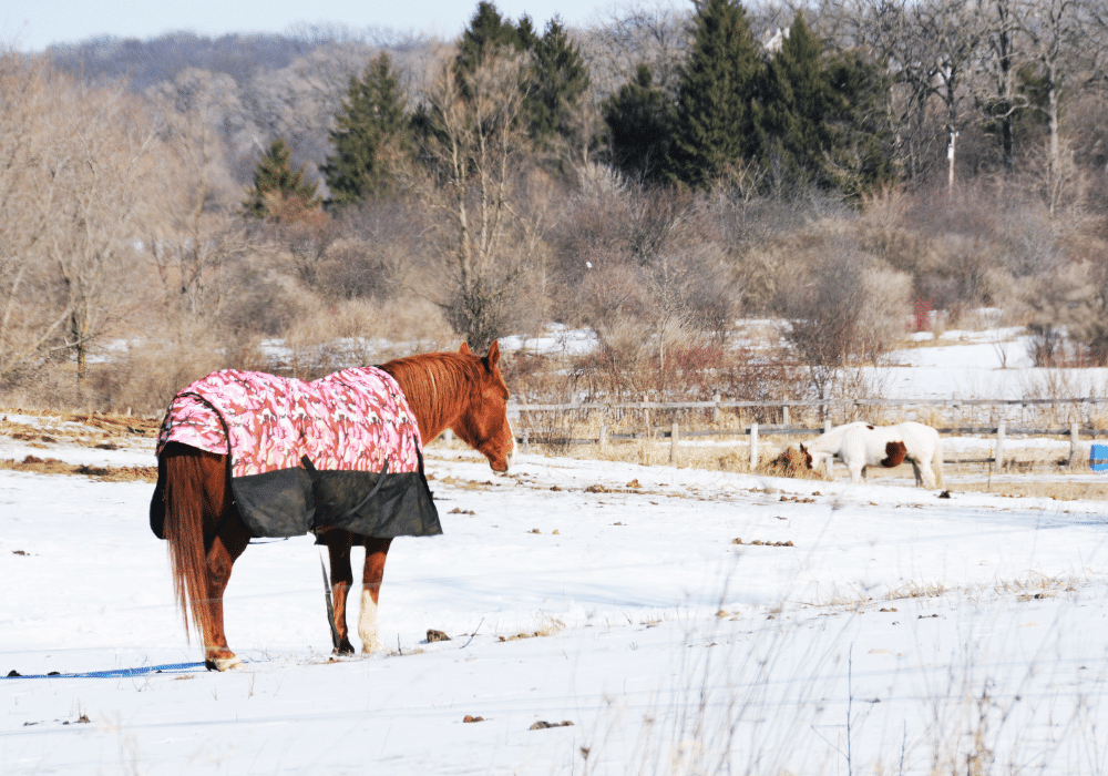 horse care in winter